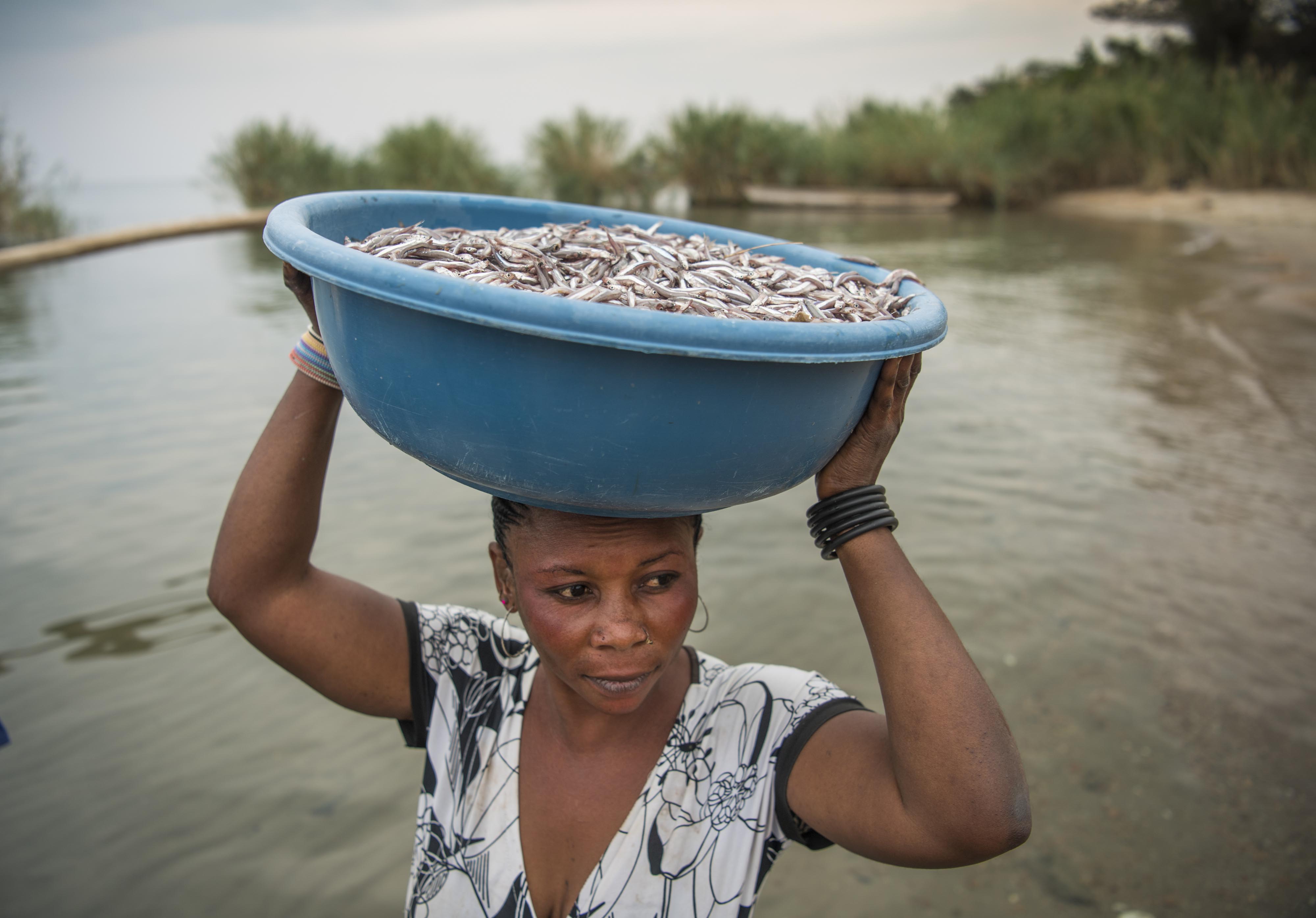 Woman balances a large bowl of small fish on her head.