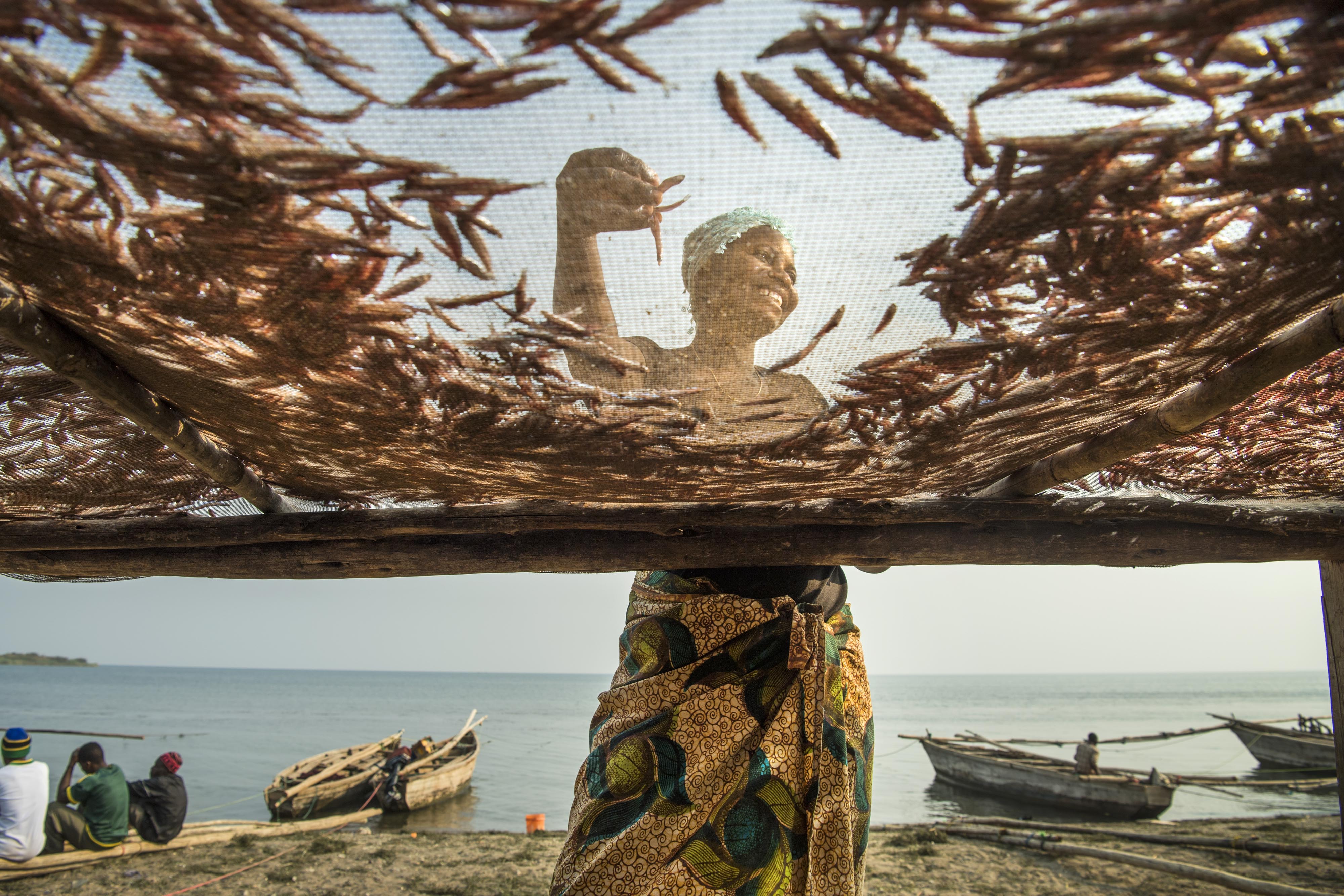 A woman places lots of small fish on a screen.