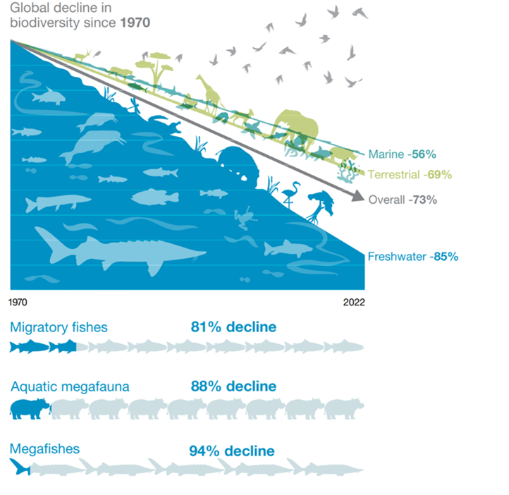 Graphic showing decrease in fish populations. It shows an 81 percent decline for migratory fishes, an 88 percent decline for aquatic megafauna, and a 94 percent decline for megafishes.
