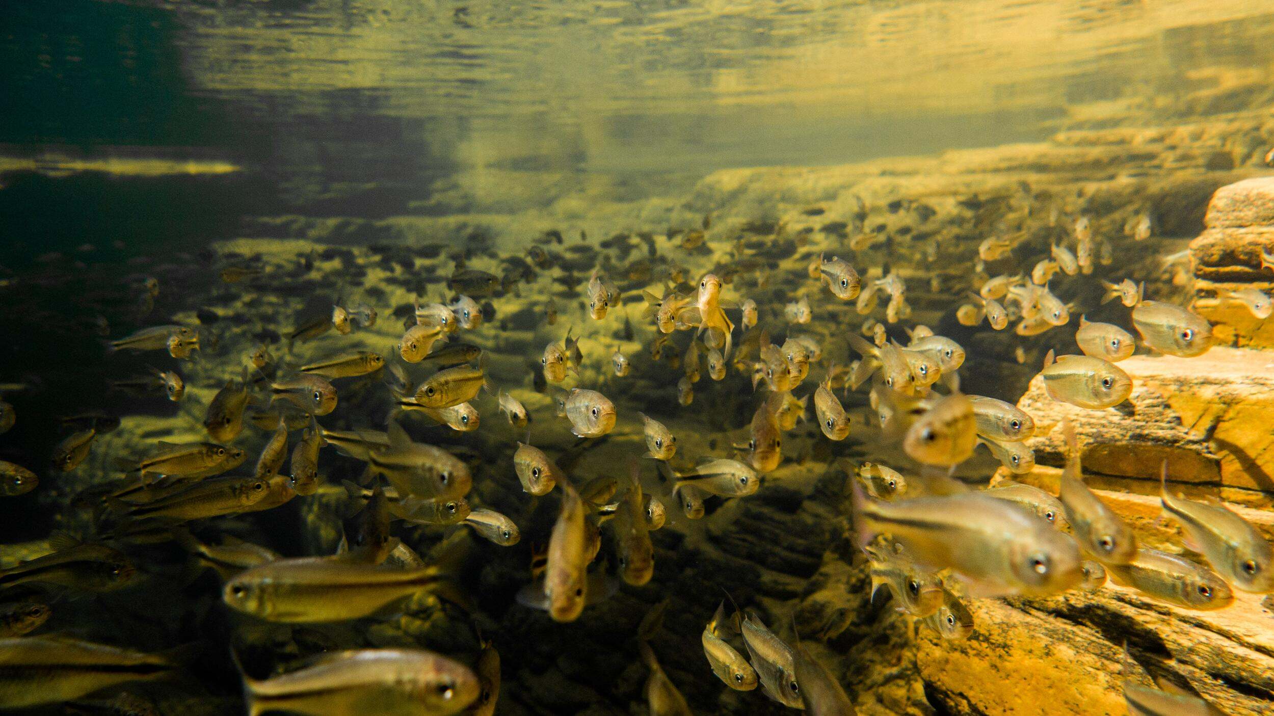 Underwater view of a shoal of freshwater fish.