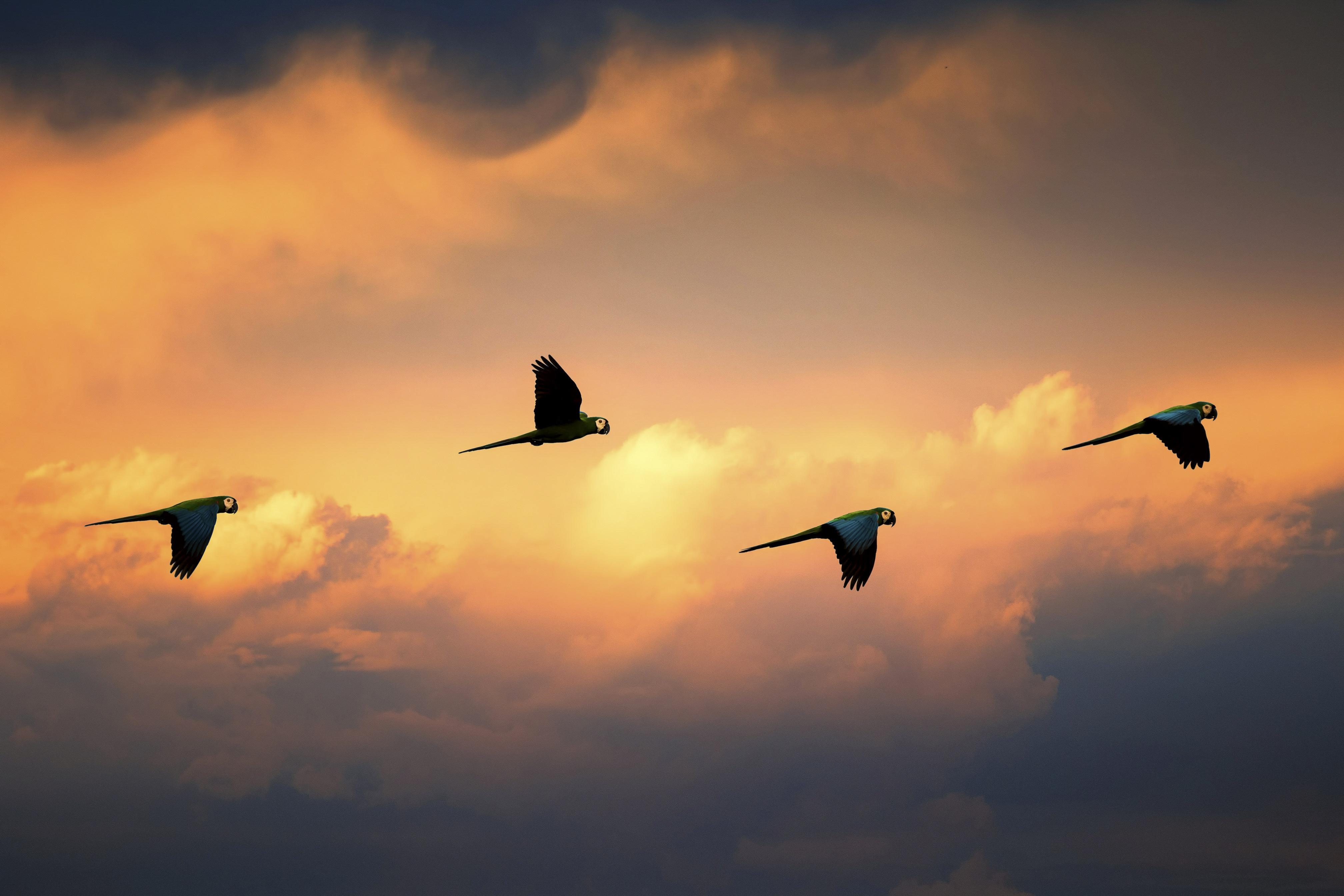 Four birds fly against a backdrop of clouds illuminated brilliant shades of yellow, orange, and deep purple by sunset.