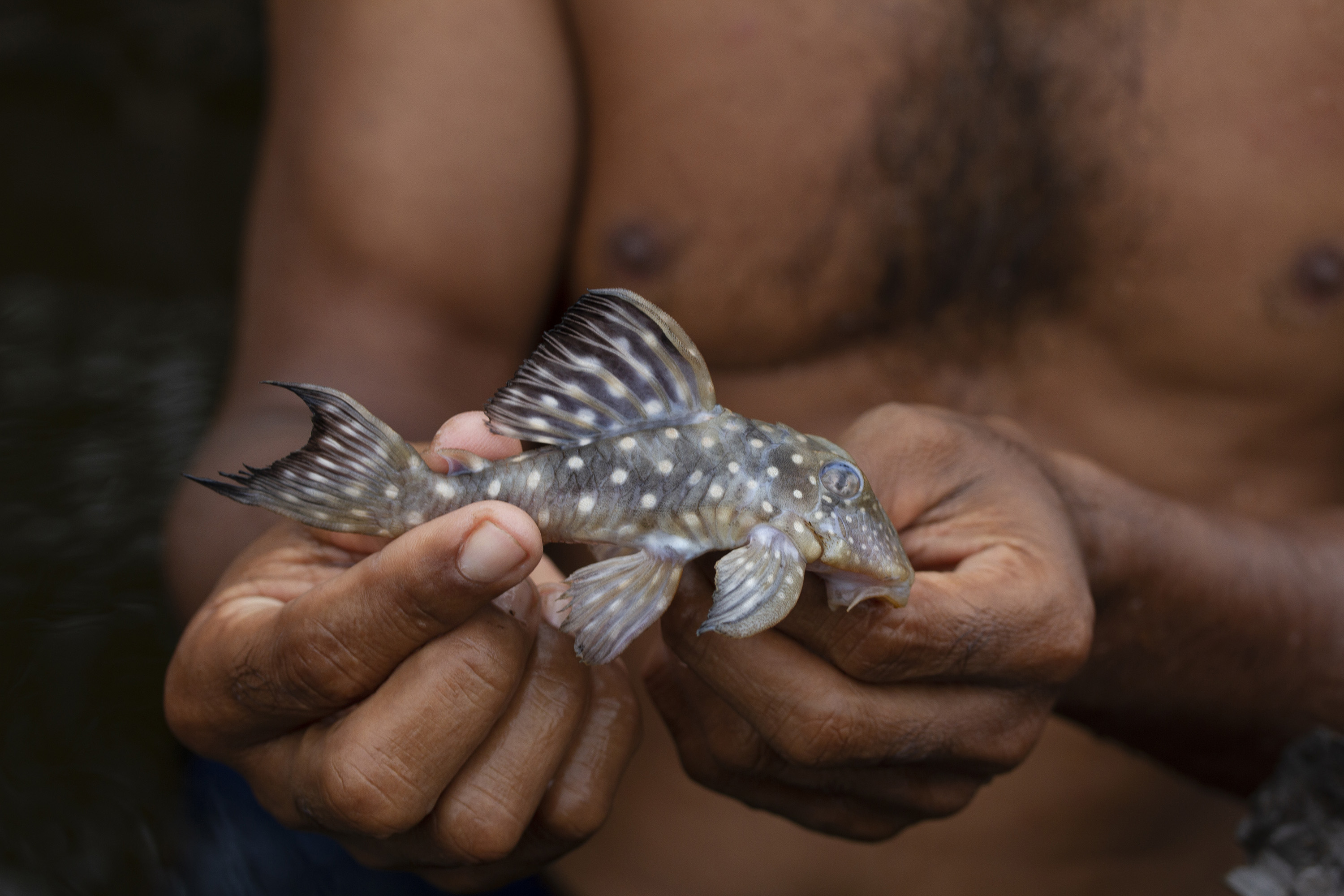 A close up of a bare-chested man holding a small brown fish with polka dots on its body.