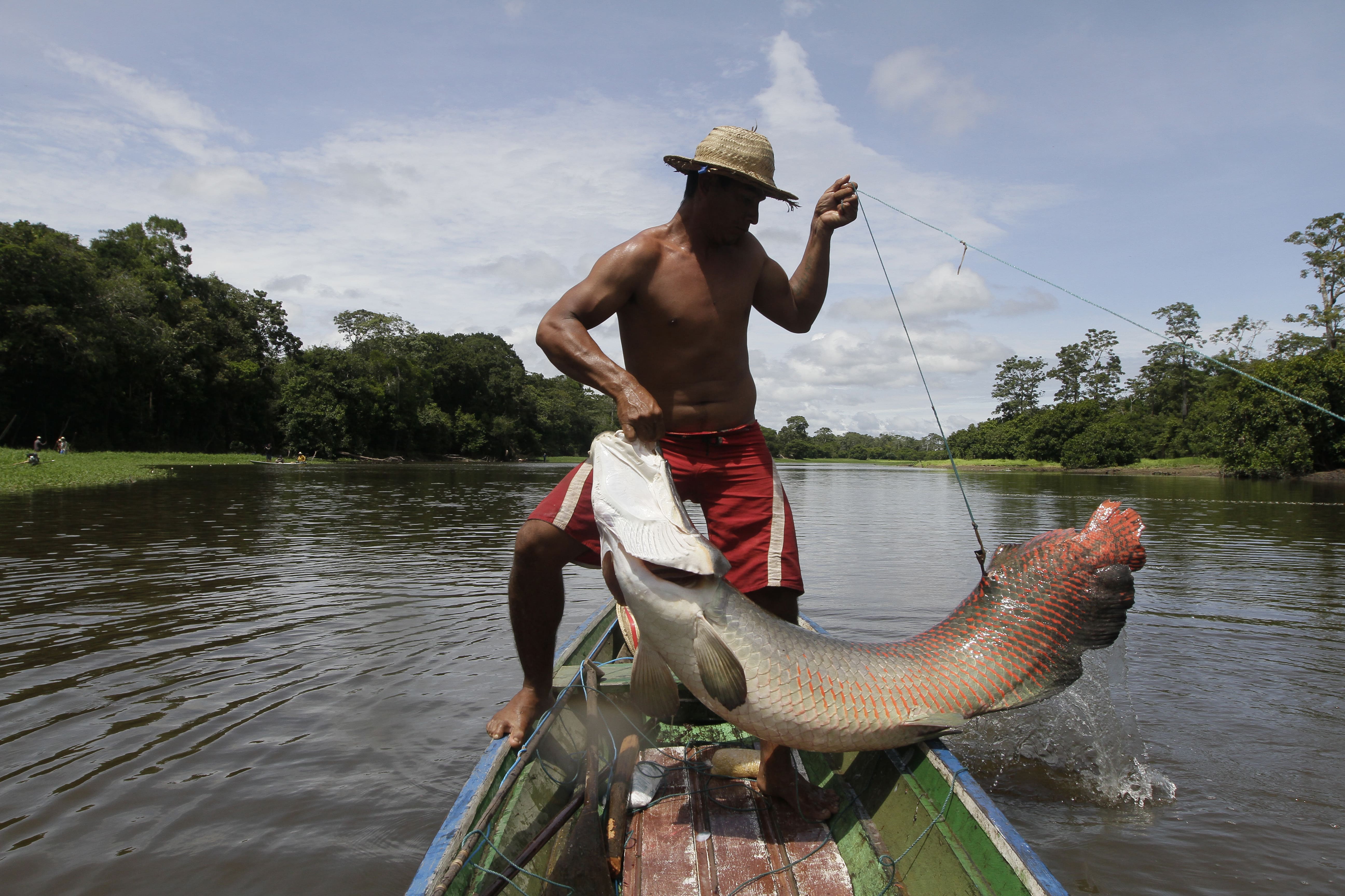 A fisherman in a straw hat straddles a canoe as he hoists up a pirarucu large fish caught with a spear.